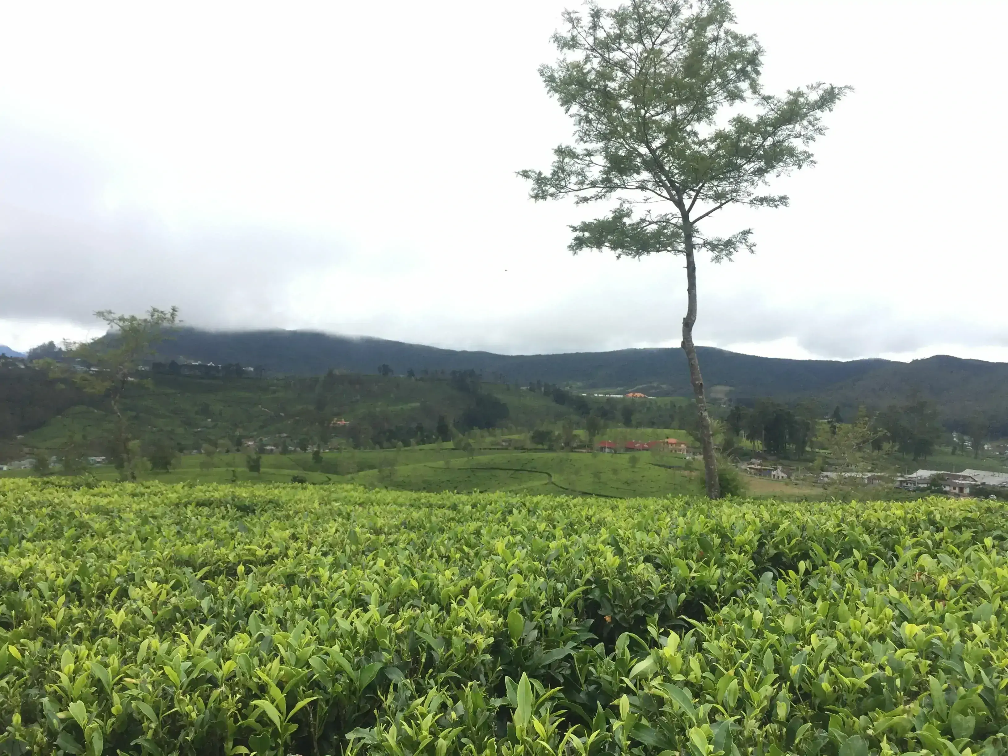 Complete Sri Lanka Tour (10 Days)